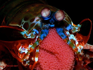 Mantis Shrimp with eggs.  Anilao, Philippines. by Marylin Batt 